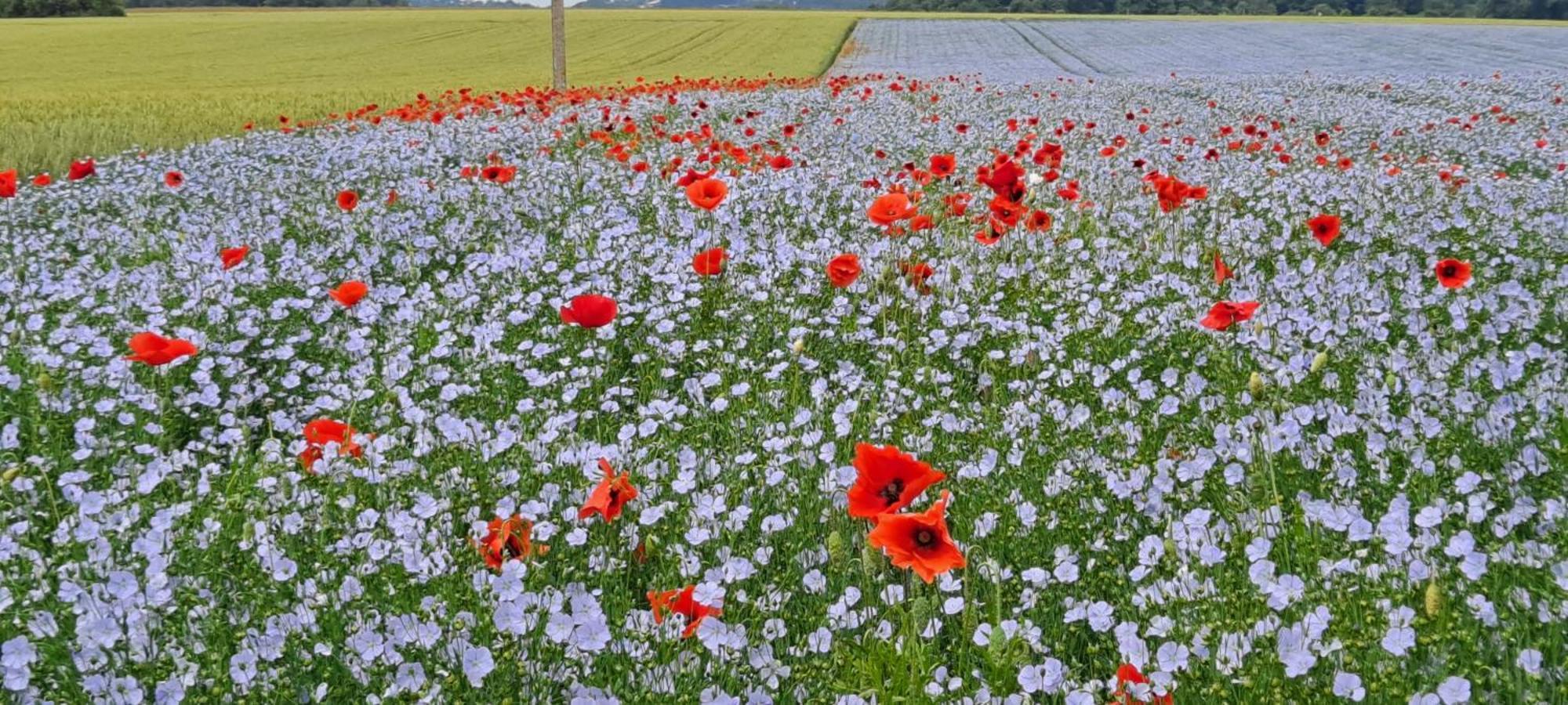 Les Fleurs De Lin - Neuf Entre Etretat Et Veules Les Roses Ouainville